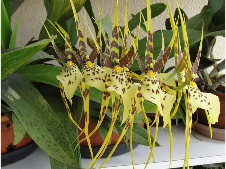 brassia eternal wind