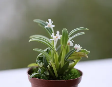 Cadetia taylori