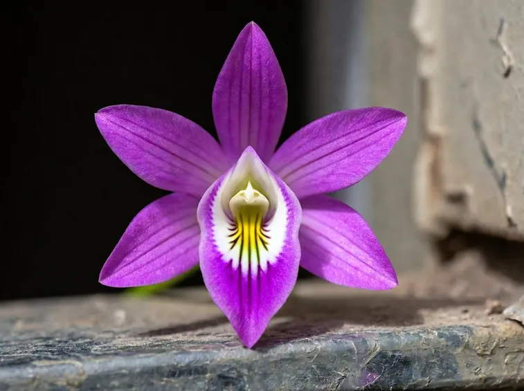 fiore caldenia
