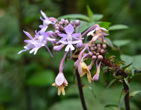 Calanthe triplicata