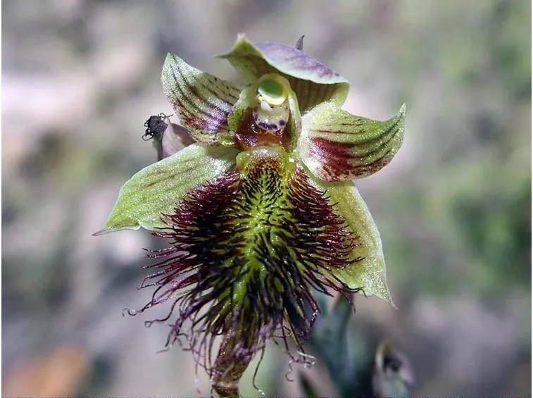 Calochilus