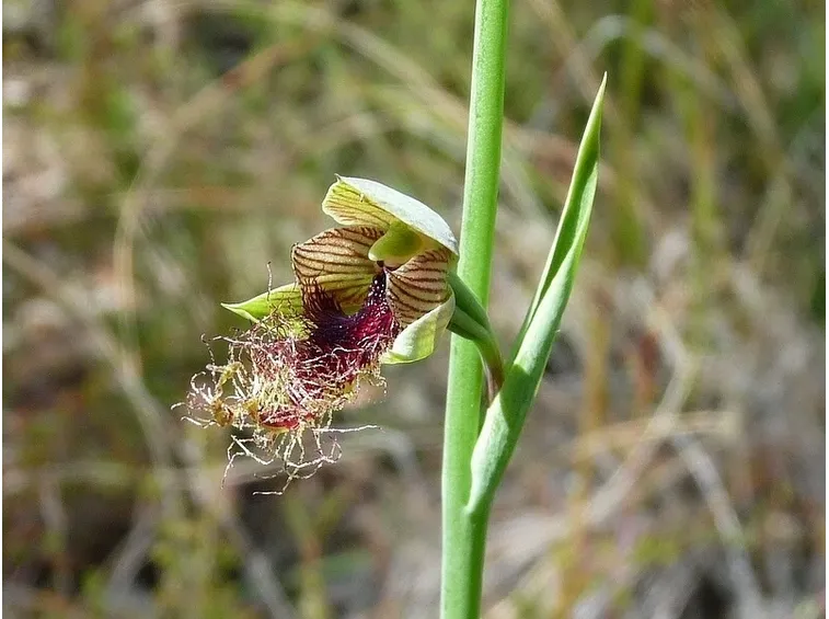 calochilus orchidea