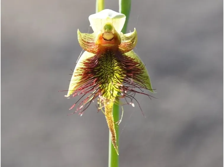 calochilus paludosus