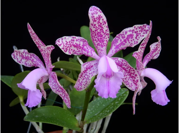 cattleya orchidee
