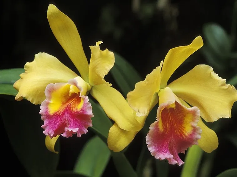 cattleya hybrid