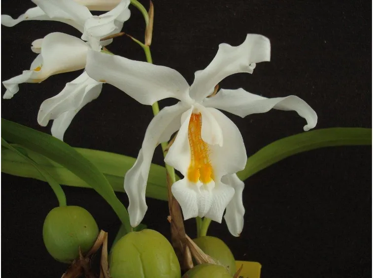 Coelogyne cristata