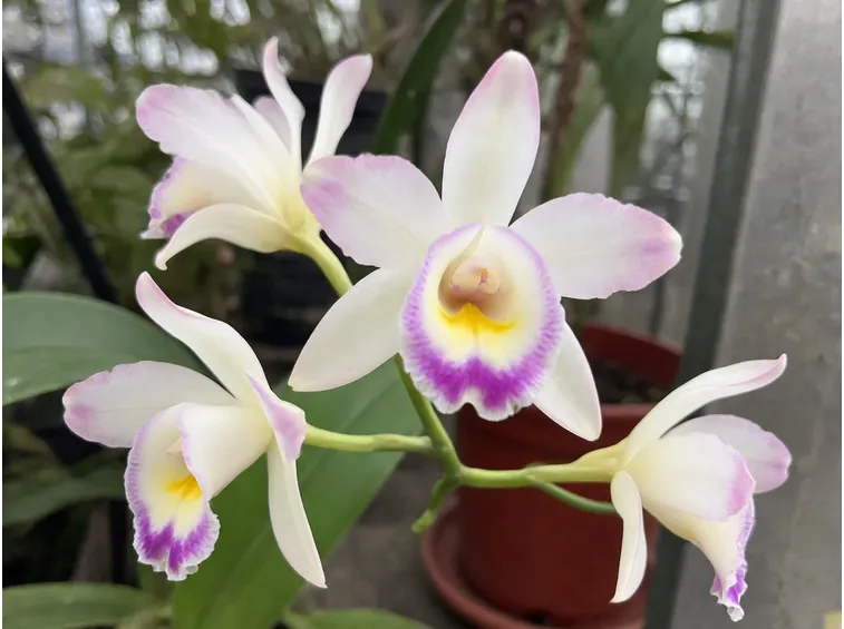orchidea cymbidium
