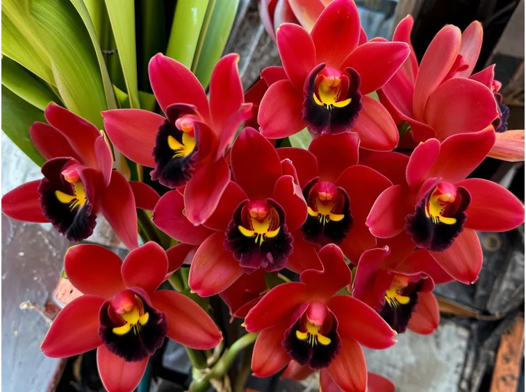 fiori cimbidio