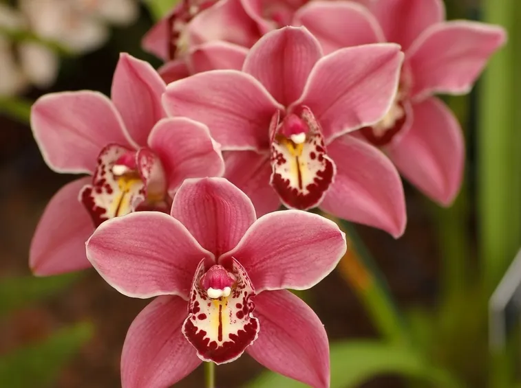 orchidea cymbidium