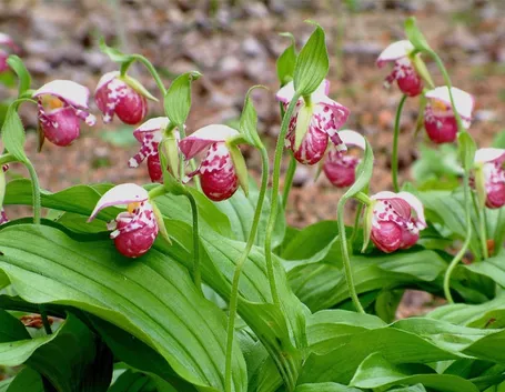 cypripedium guttatum