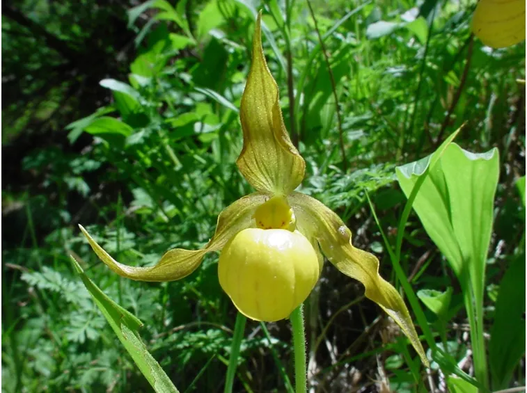 cypripedium parviflorum