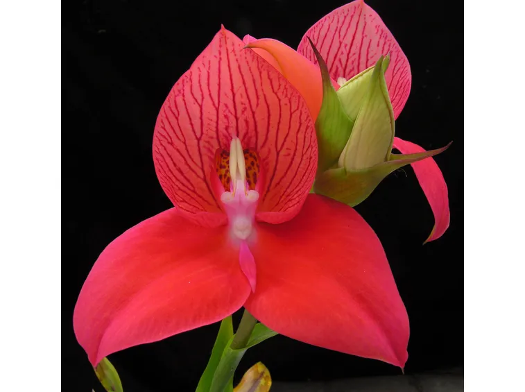 Disa uniflora