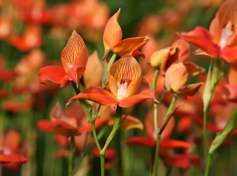fiori disa uniflora