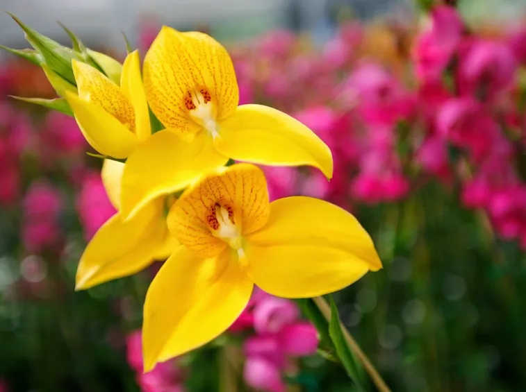 disa fiori