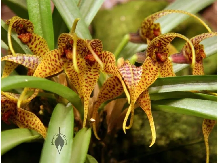 dryadella fiori