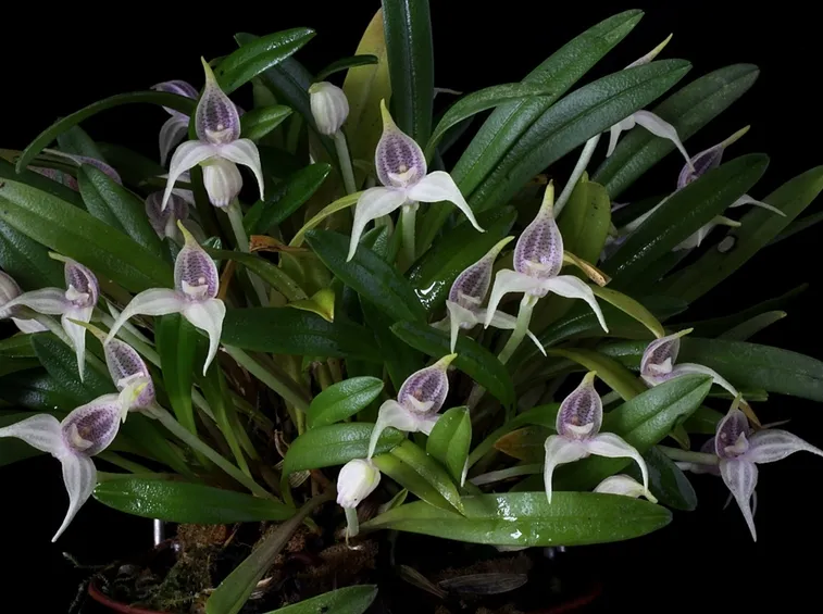 dryadella albicans