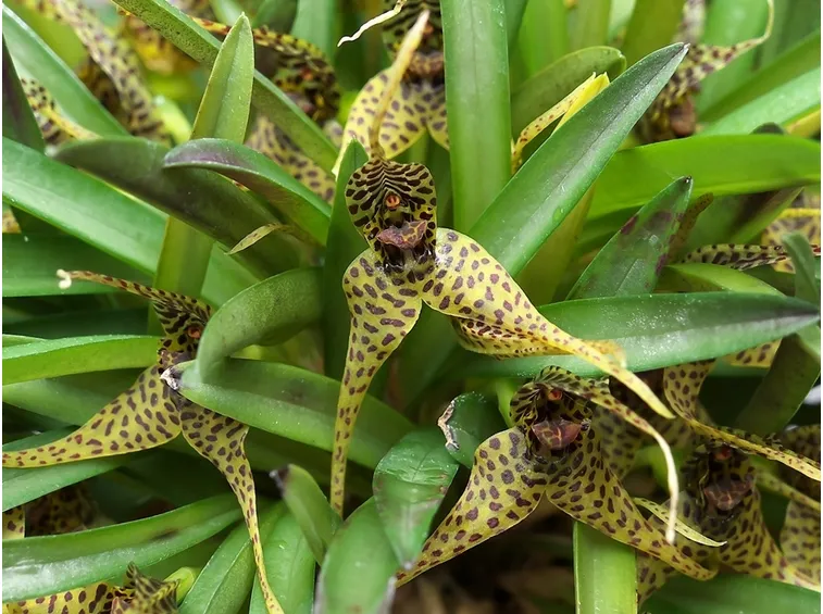 dryadella zebrina