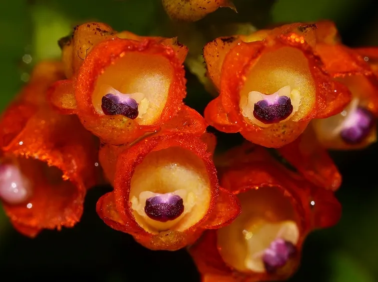 fiori elleanthus
