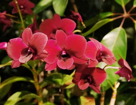 Orchidee Dedrobium