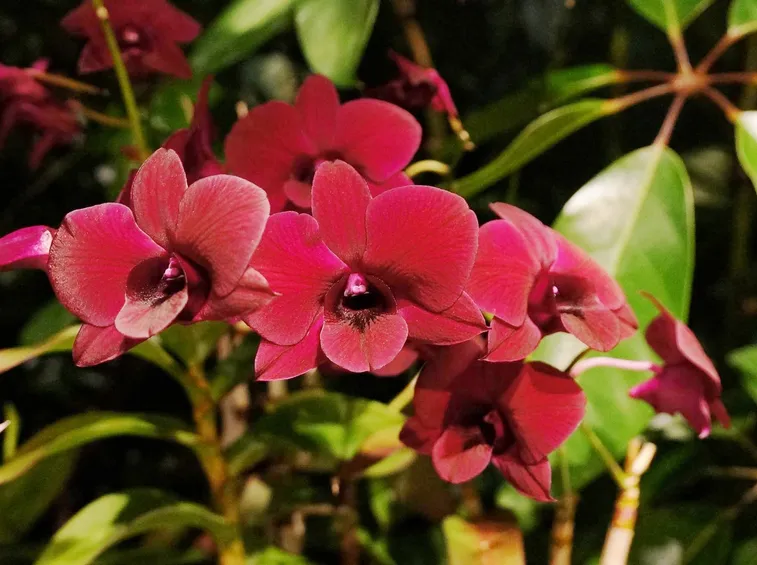 Orchidee Dedrobium