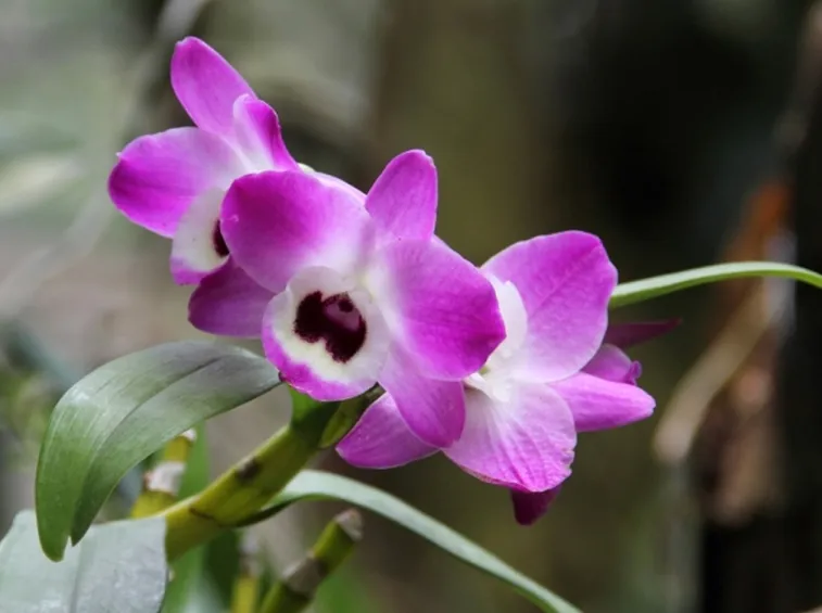 dendrobium nobile