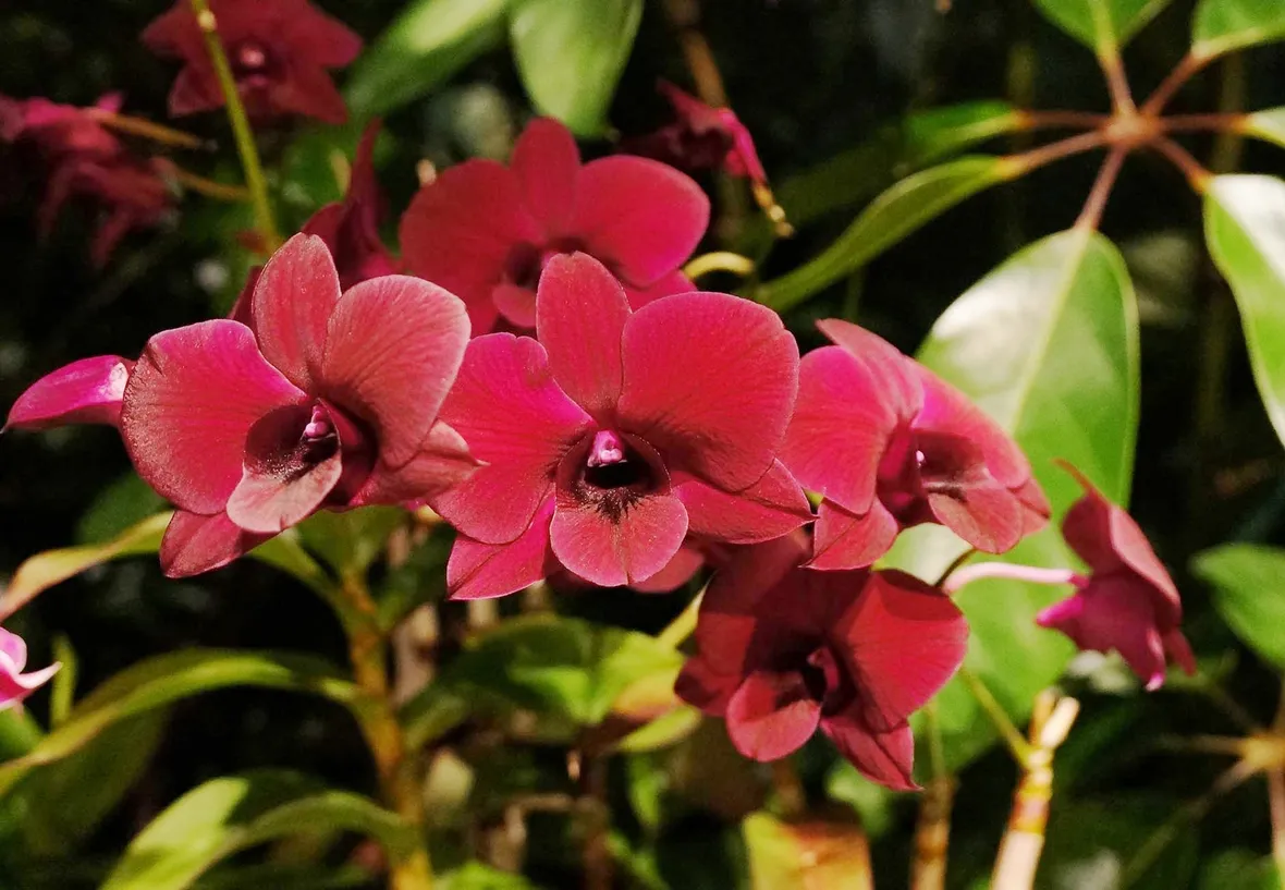 Orchidee Dedrobium
