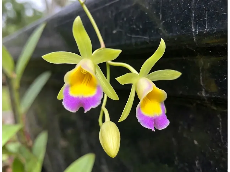 Pianta Epidendrum renee marquis