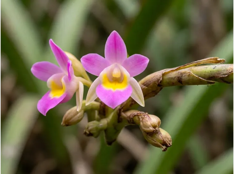 Epidendrum denticulatum