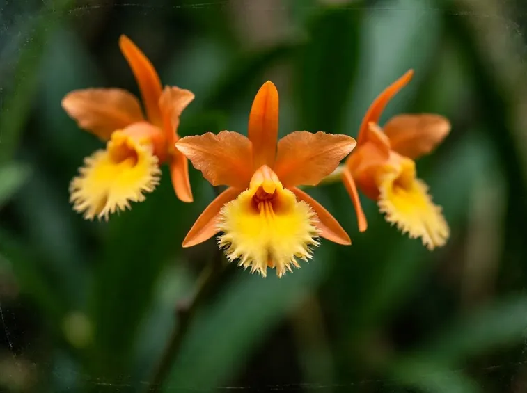 Epidendrum radicans