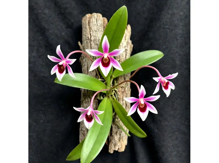 Epigenium lyonii pianta