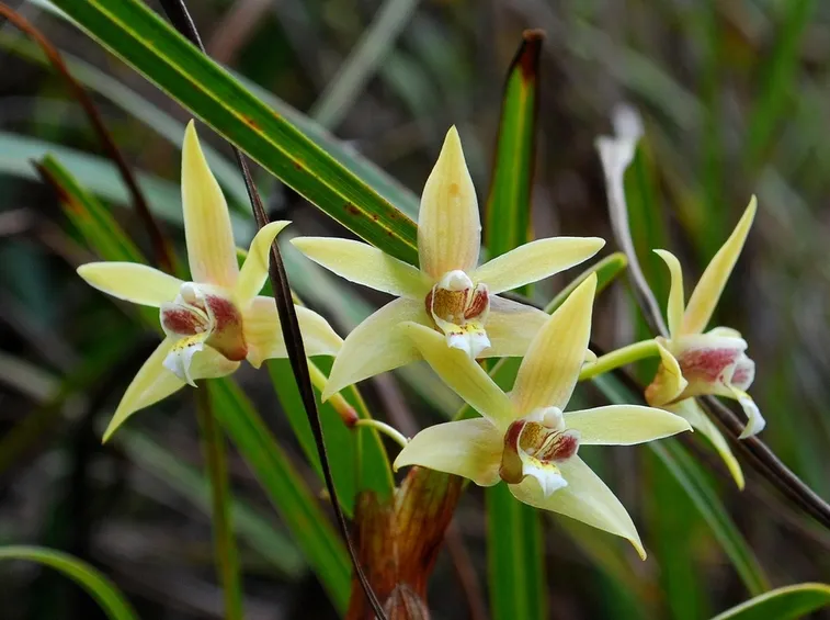 epigenium kinabaluense