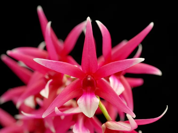 epigenium fiori