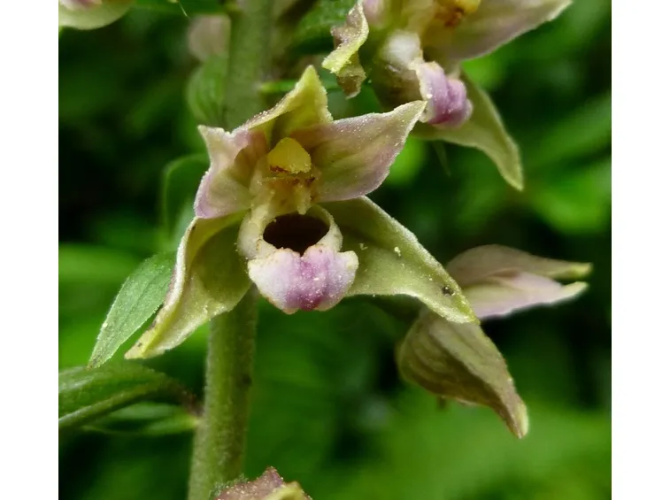epipactis helleborine