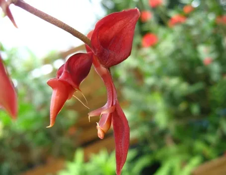 gongora armeniaca