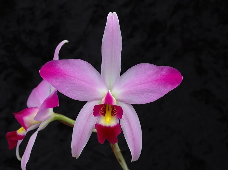 Laelia