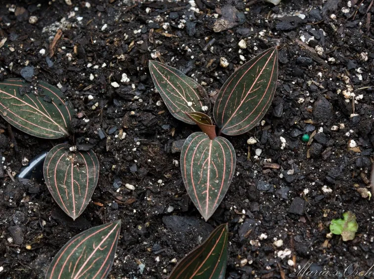 Ludisia discolor
