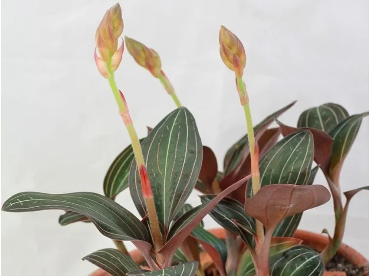 pianta ludisia discolor