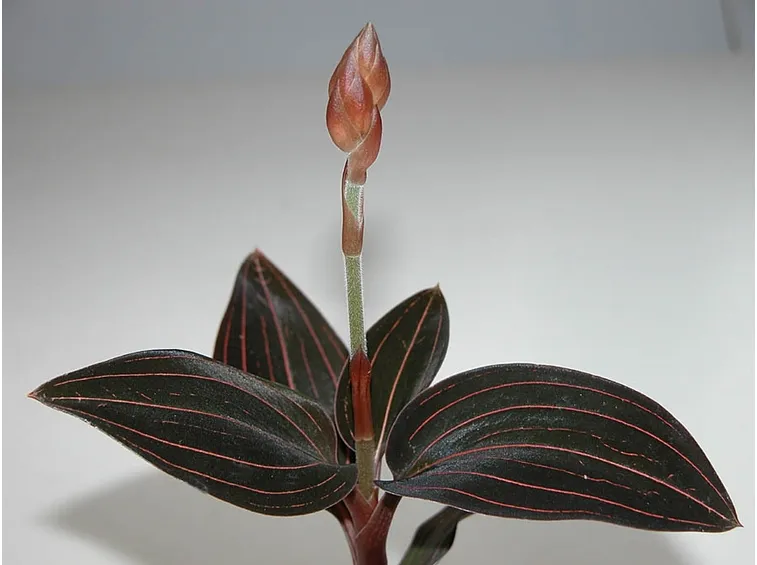 ludisia pianta