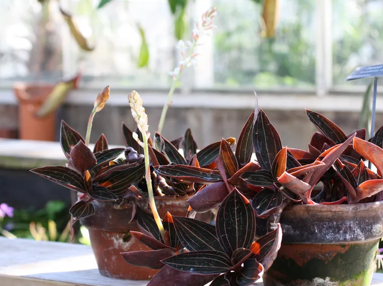piante ludisia discolor