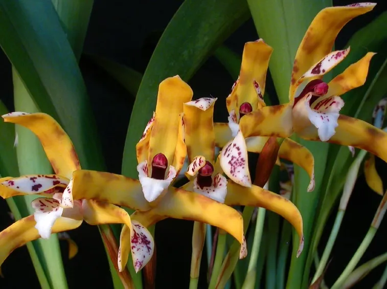 orchidea maxillaria picta