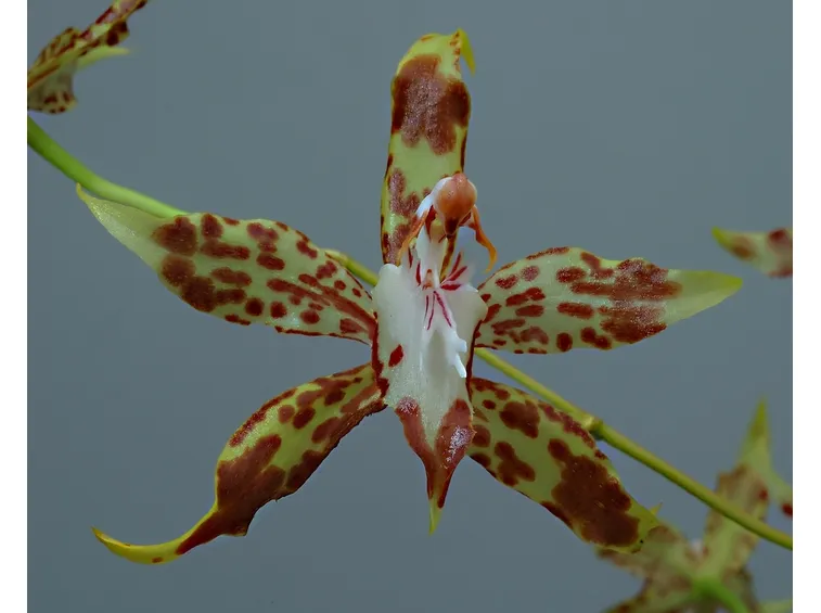 Odontoglossum