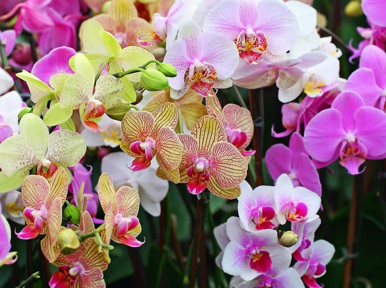 orchidee