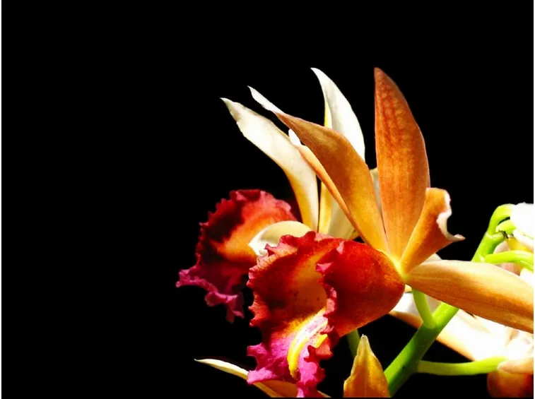 orchidea phaius