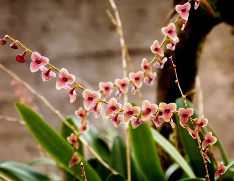 Pleurohallis