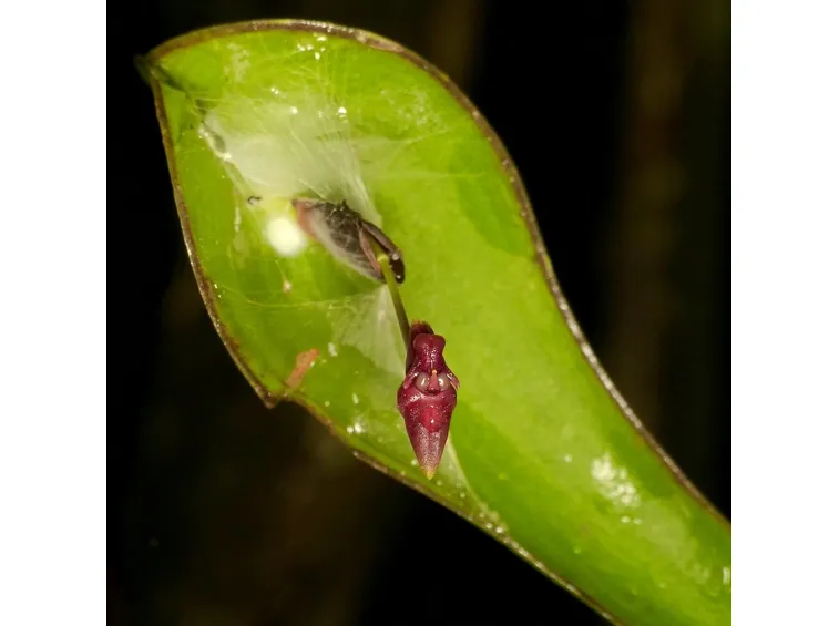 orchidea