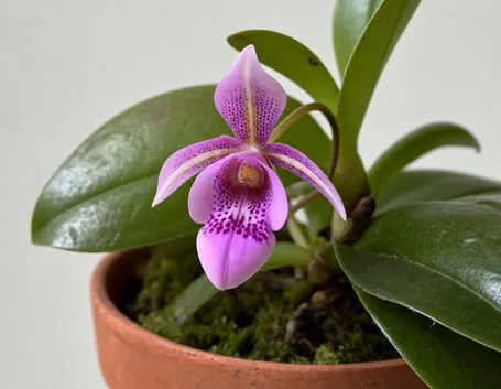 Restrepia