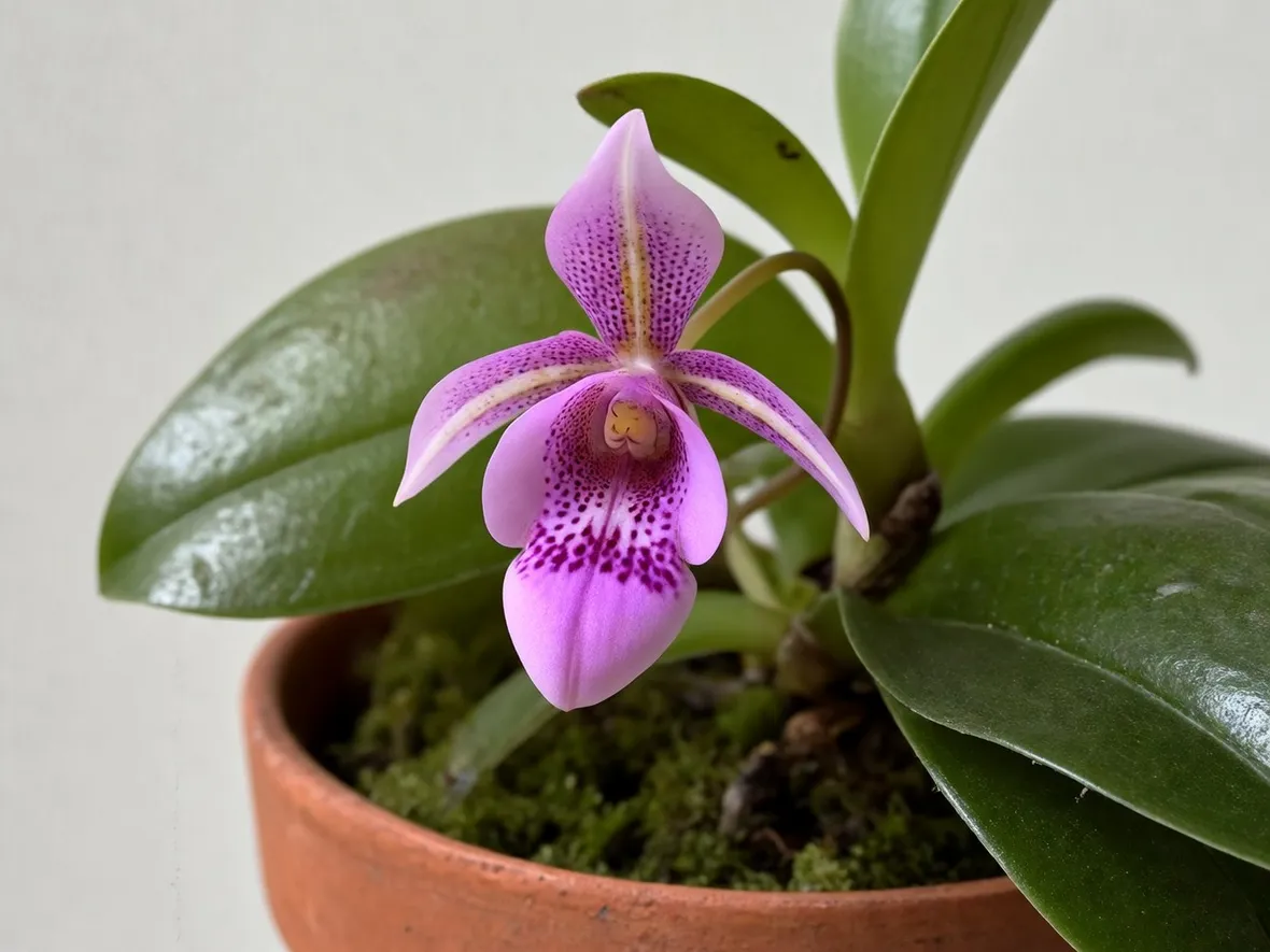 Restrepia