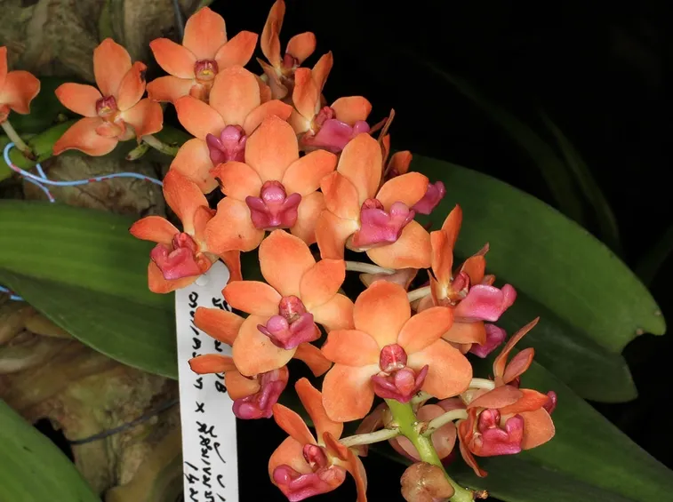orchidea