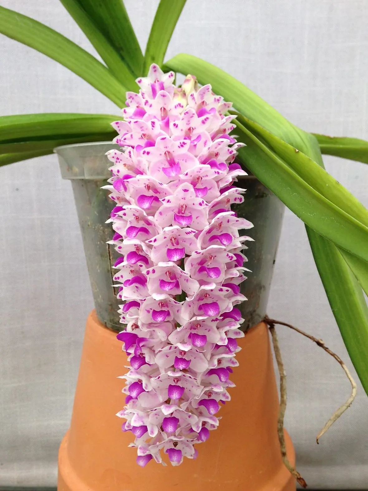 Rynchostylis