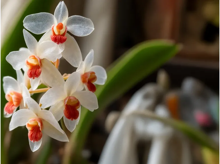 orchidea sarcochilus